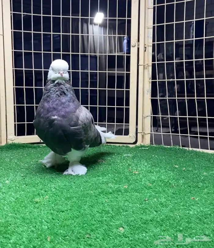 زوج لونق بول هد 4