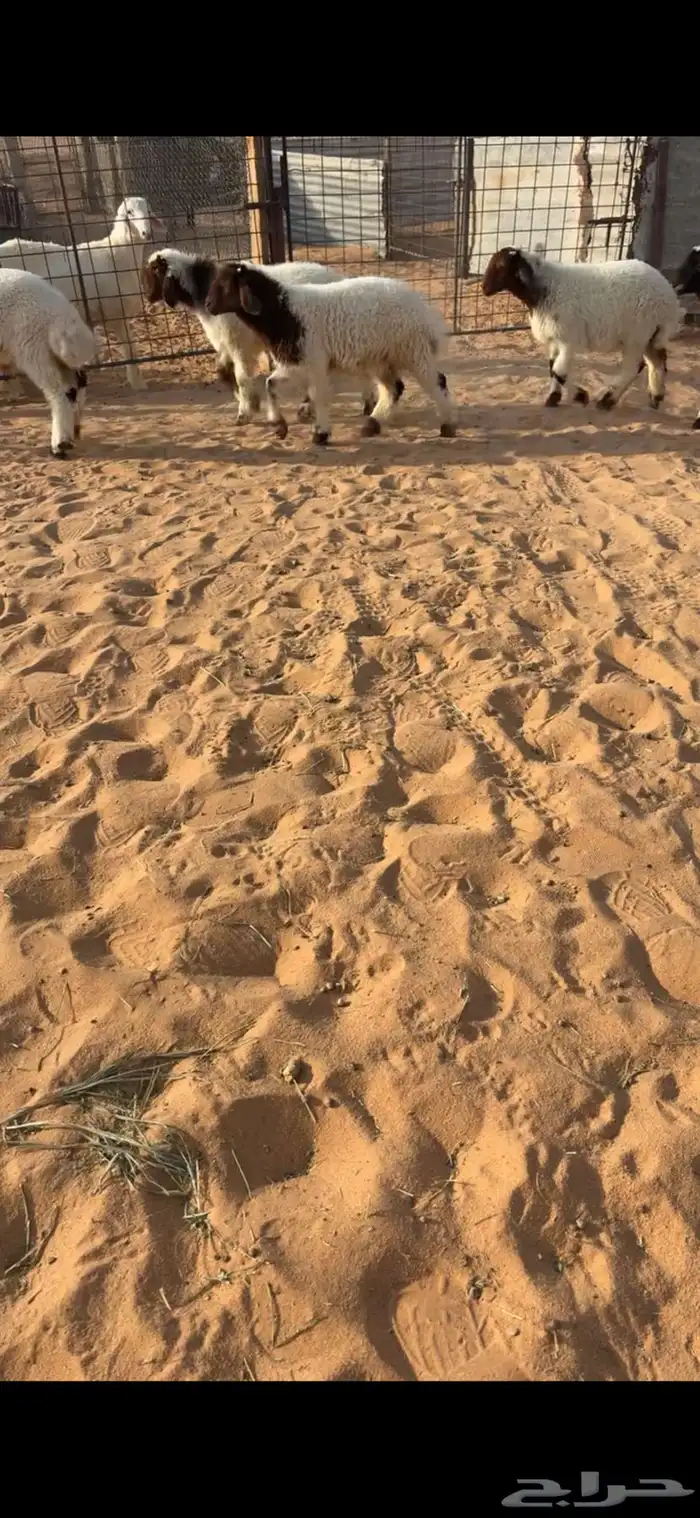 تم البيع 1