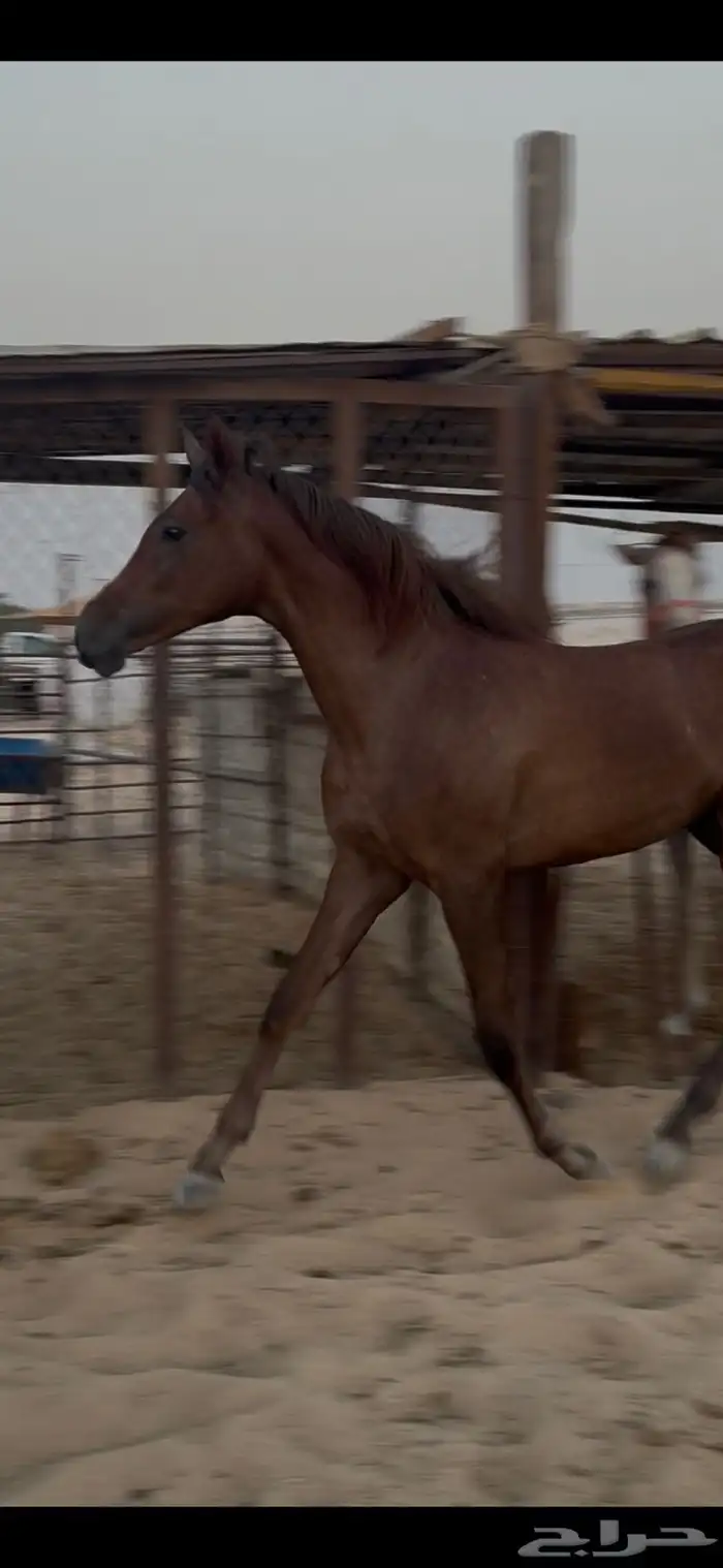مهره شعبية للبيع 0