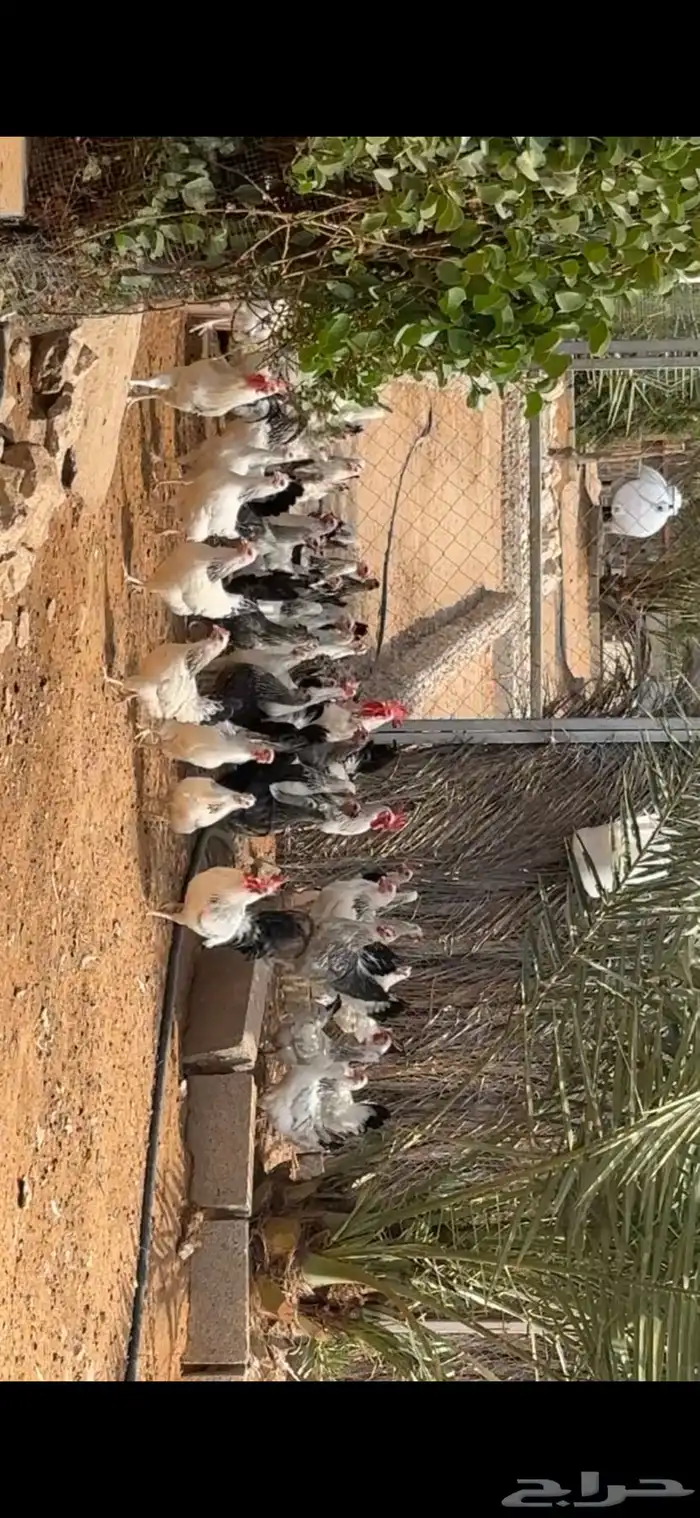 للبيع دجاج فرنسي بياض وعرق نظيف 2