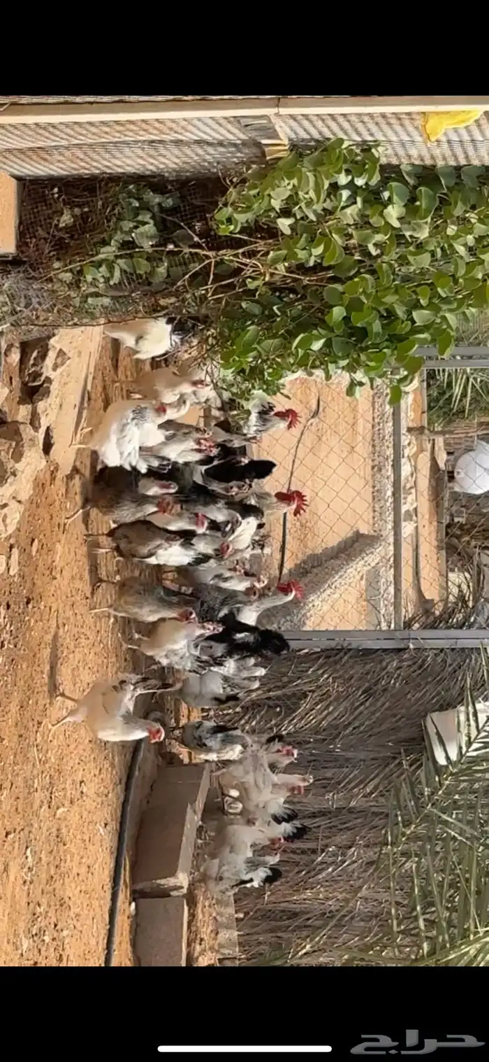 للبيع دجاج فرنسي بياض وعرق نظيف 1