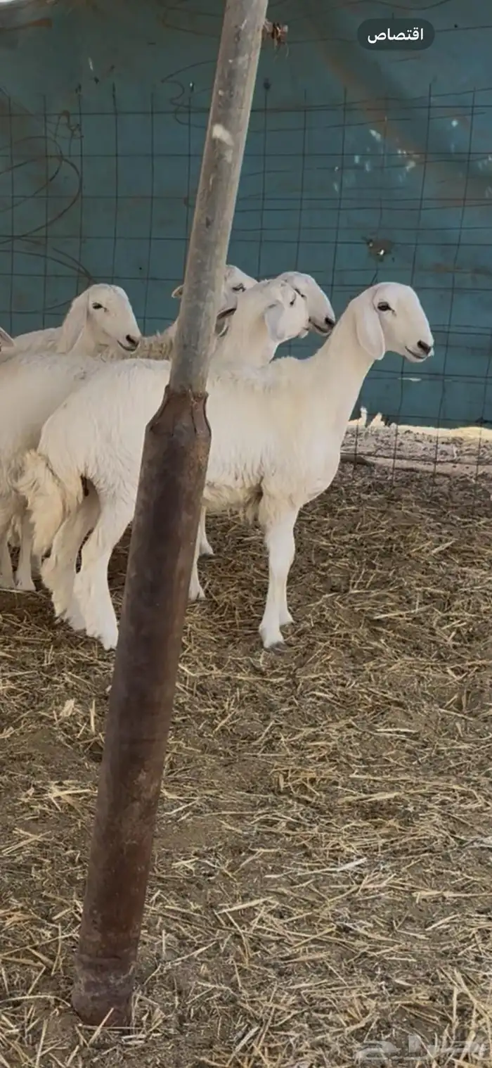 رخال صنف ( تم البيع ) 3