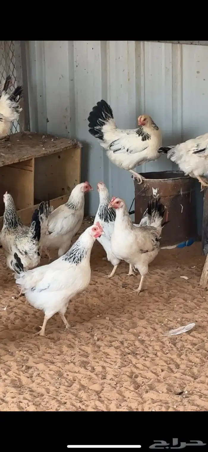 للبيع دجاج فرنسي بياض وعرق نظيف 0