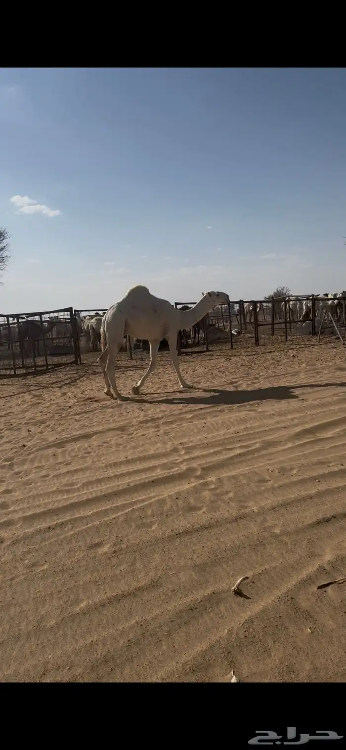 قعود كفو على طياحان ابن وديد 0