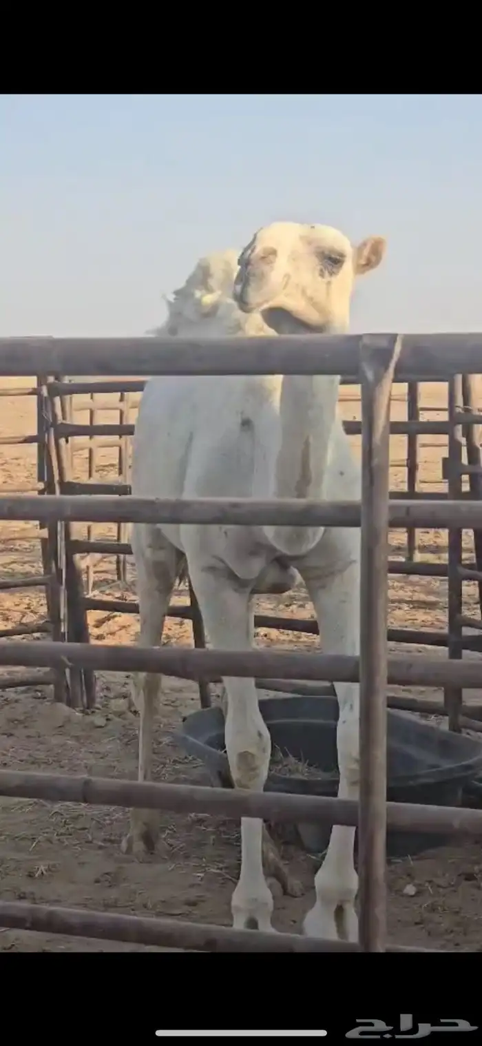 البيع البعير عل شروط عل زموال الفصام 4