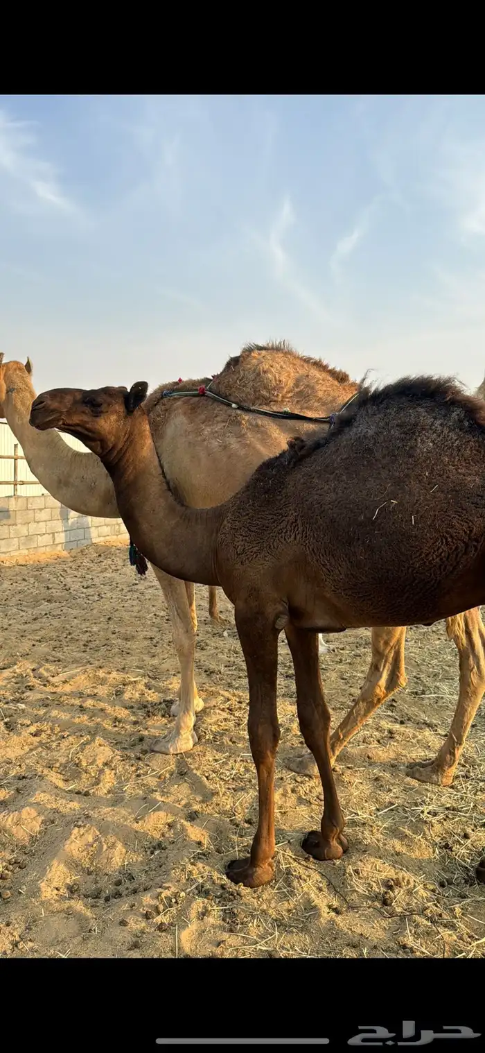 قعدان للبيع 1