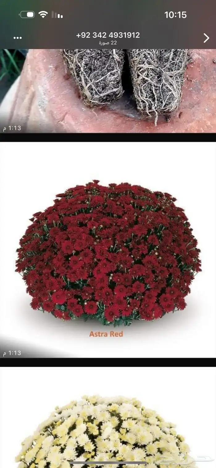 نباتات الزينة والعطريات والزهور   نجران 25