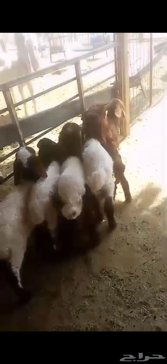 لبيع دوغير أعمارها من شهر الي شهرين 1