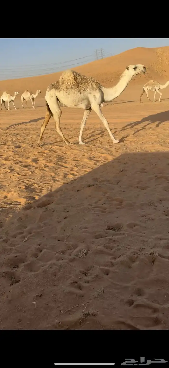 البعير الكفووو 4