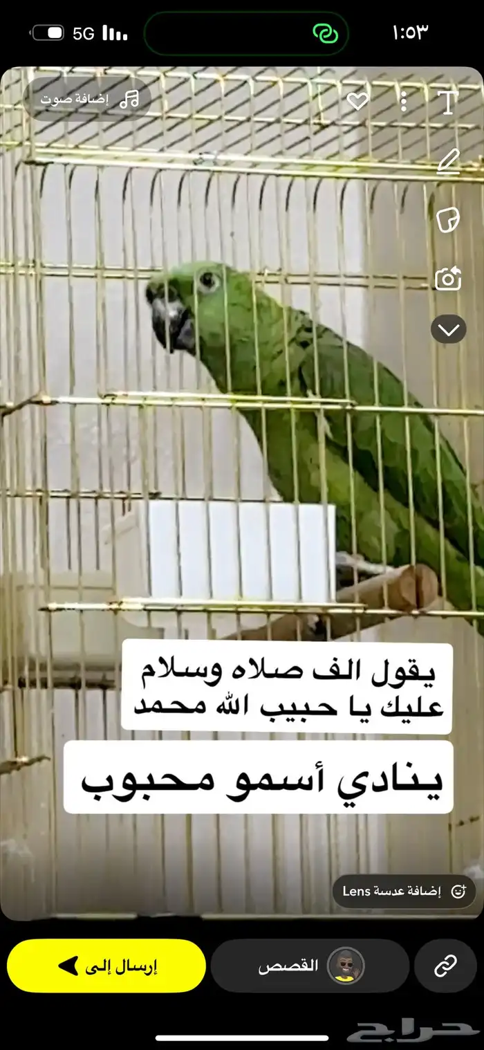 امزوني يلوناب 0