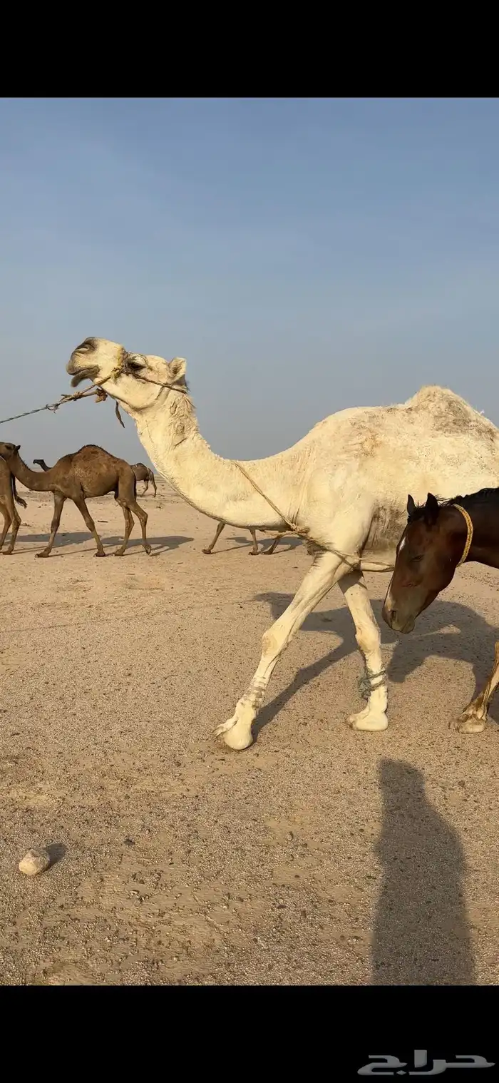 للبيع رحول 0
