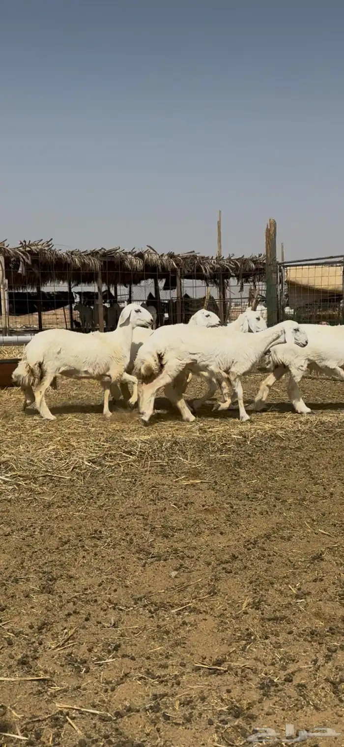 رخال صنف ( تم البيع ) 0