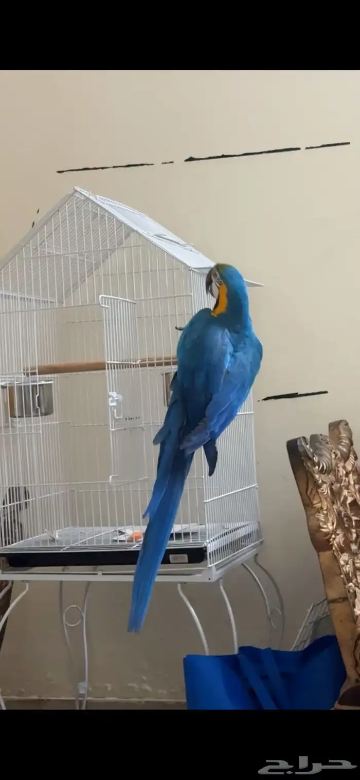 ببغاء مكاو للبيع 1