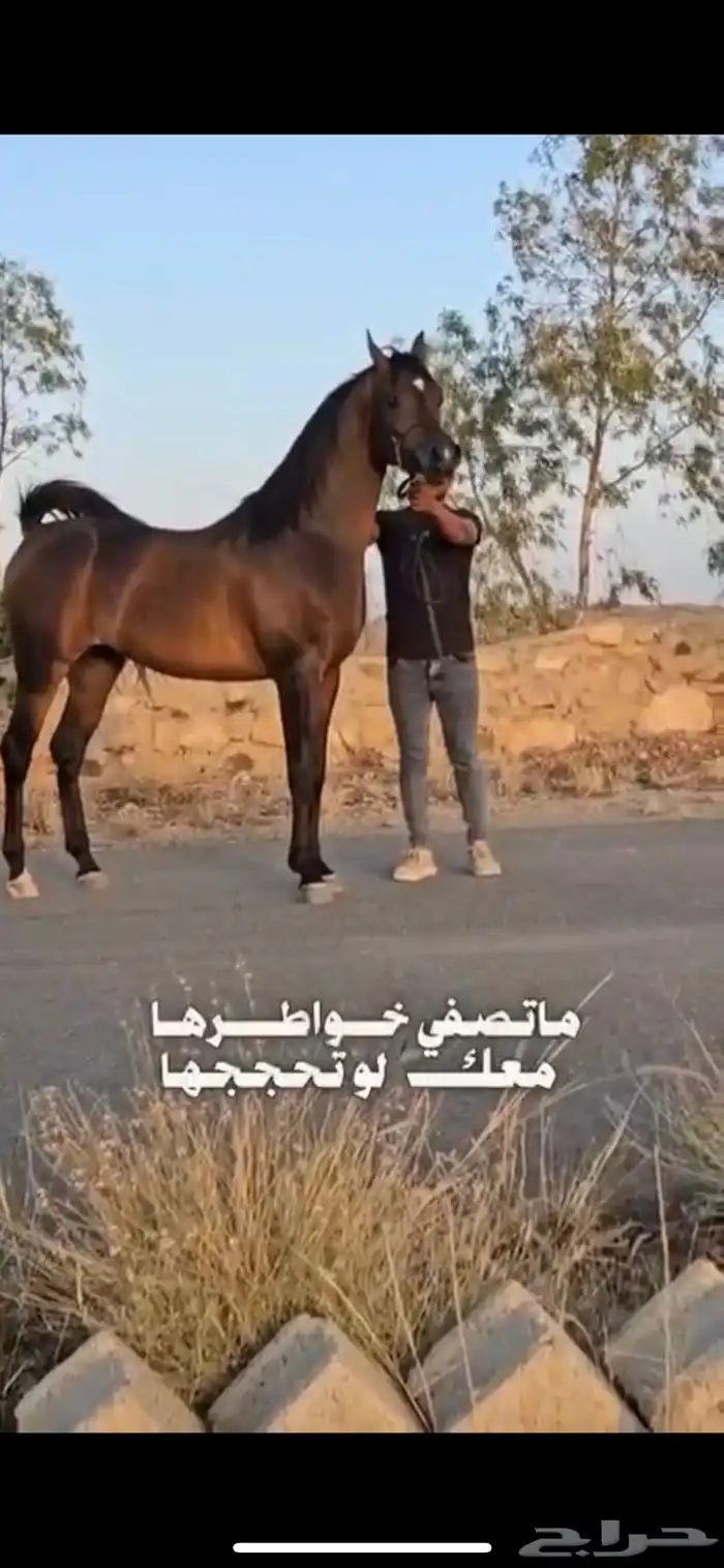 فرس واهو لقاح مستوردة من امريكا 5