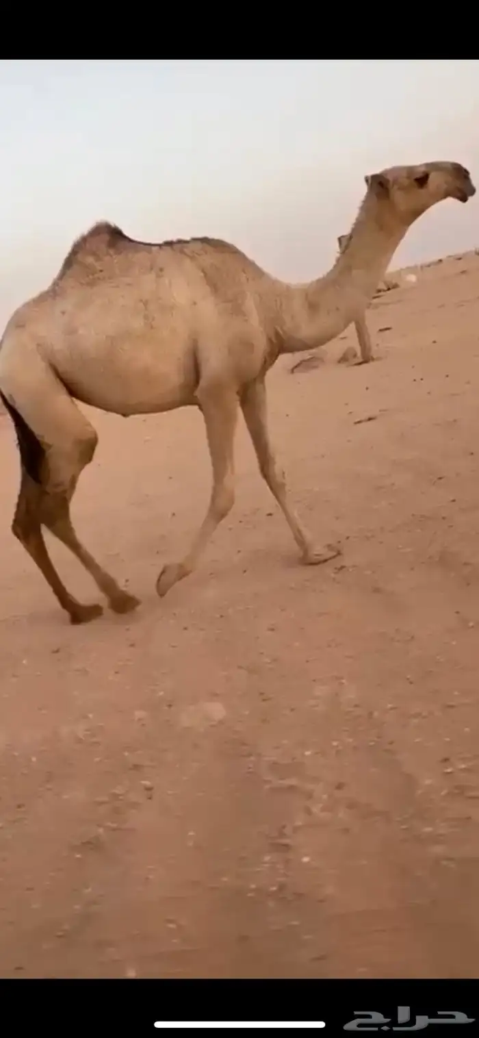بكره شقحا لقيه رمانيه غفل ماعليها وسم 2