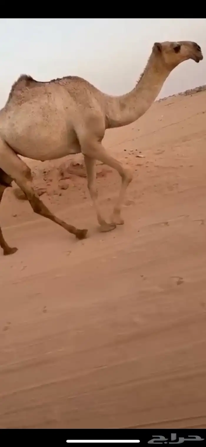 بكره شقحا لقيه رمانيه غفل ماعليها وسم 0