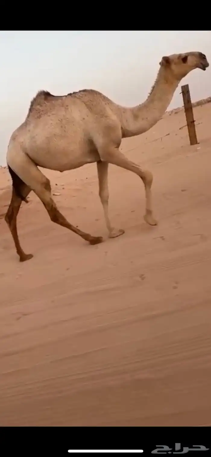 بكره شقحا لقيه رمانيه غفل ماعليها وسم 1