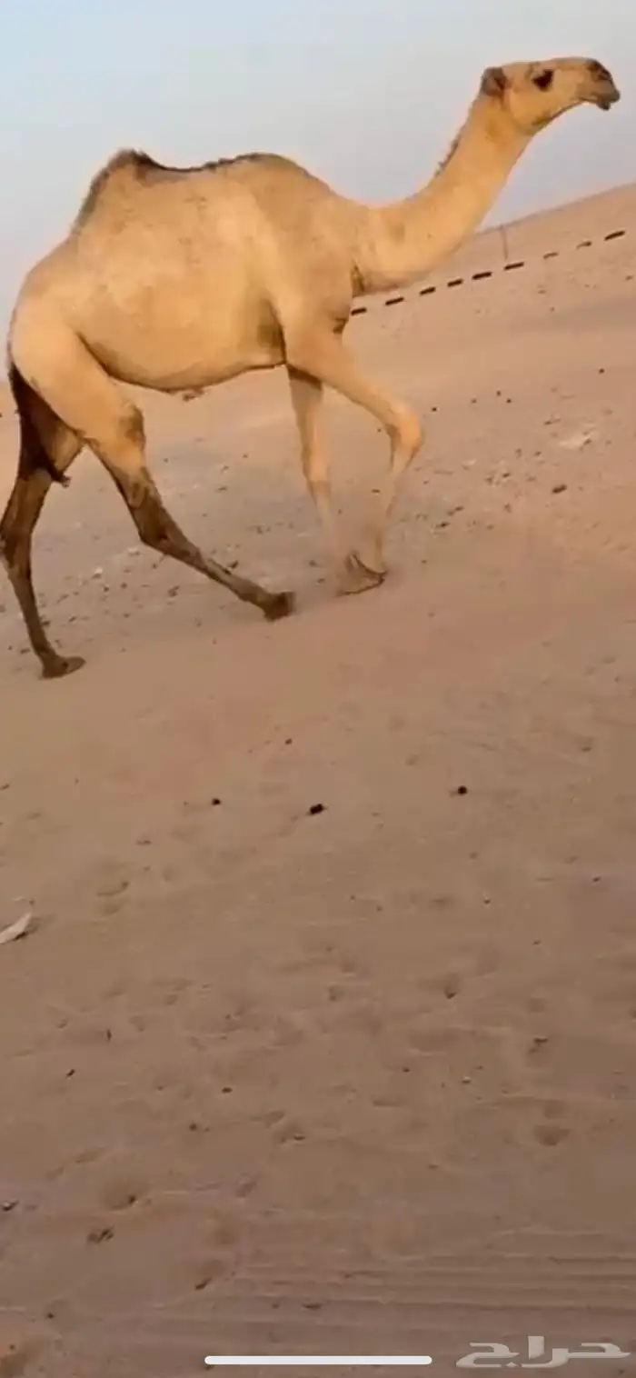 بكره شقحا لقيه رمانيه غفل ماعليها وسم 3