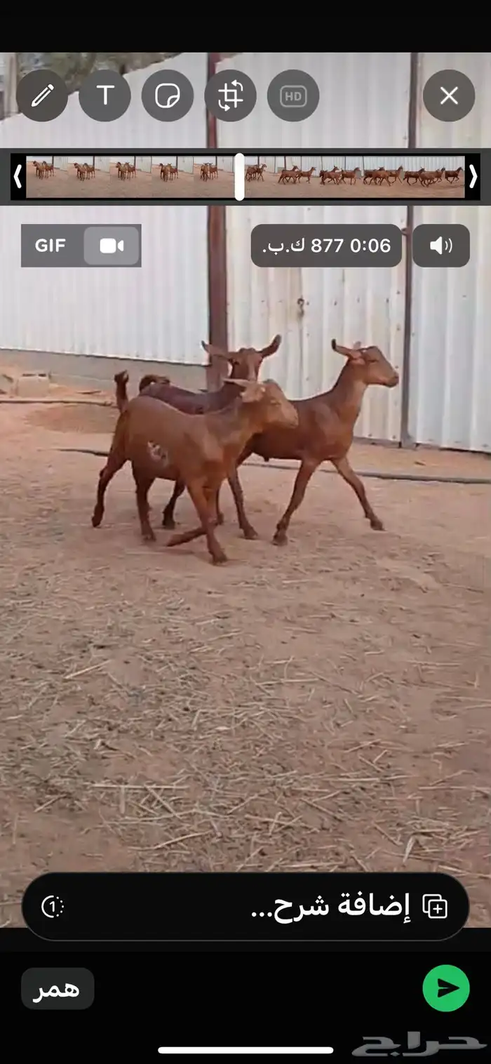 تيوس هجين بورقوت 0