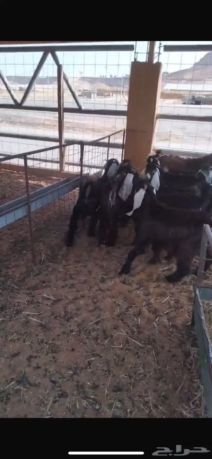 13 تيس عارضي 2