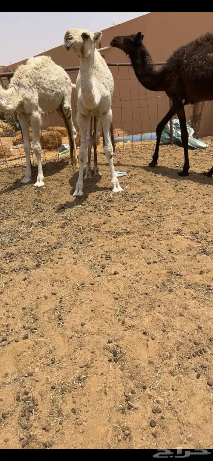 حوار اوضح فردي 2