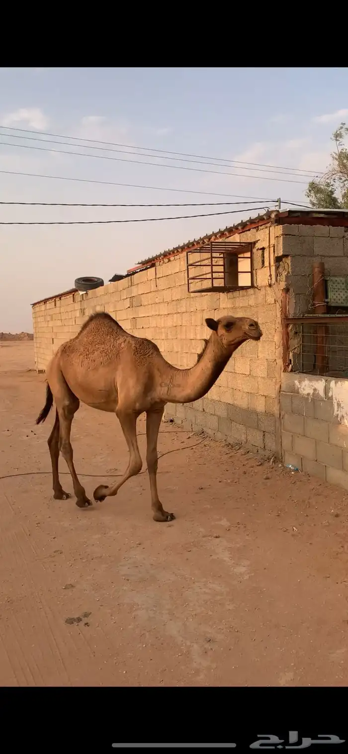 بكرة للبيع 2