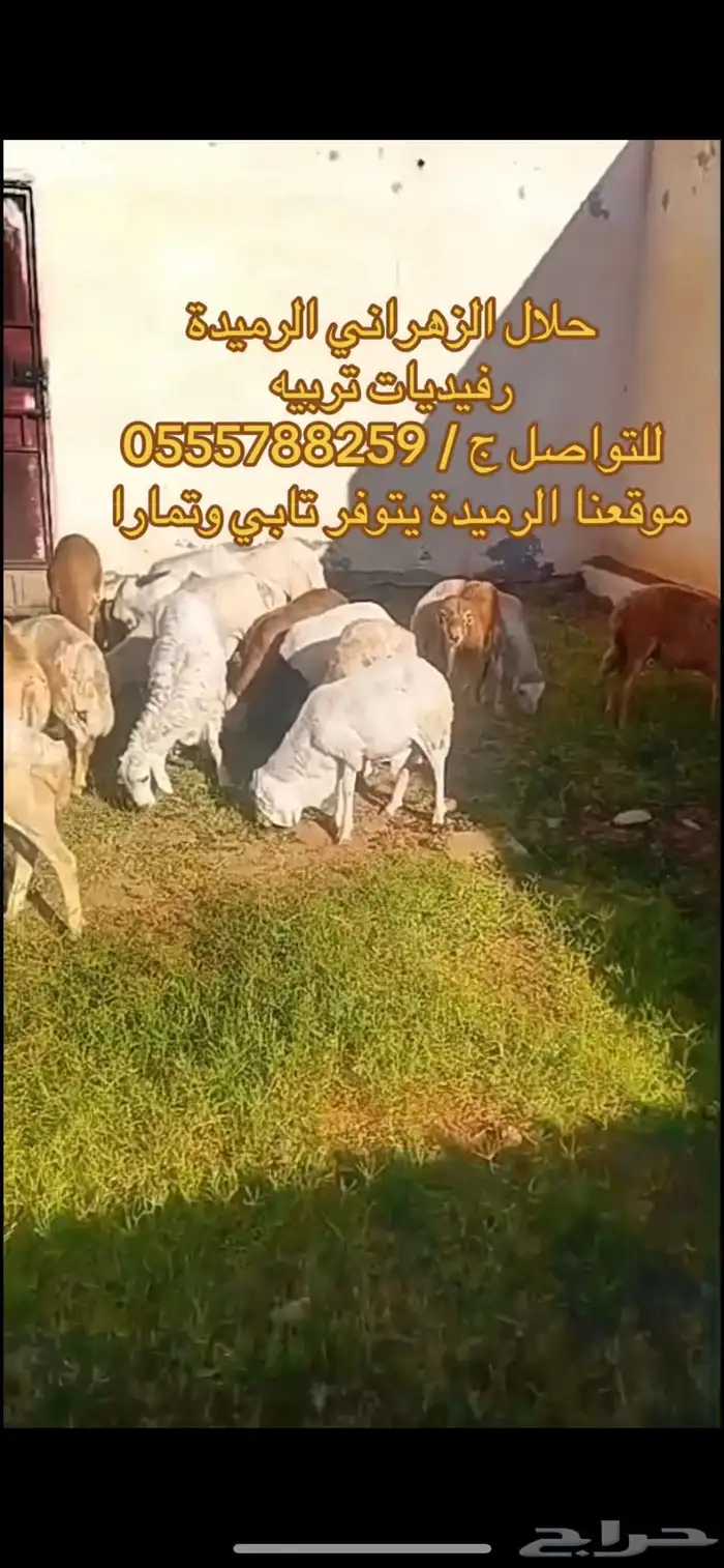 طليان رفيدي ذبايح طيبات بالحيل 3