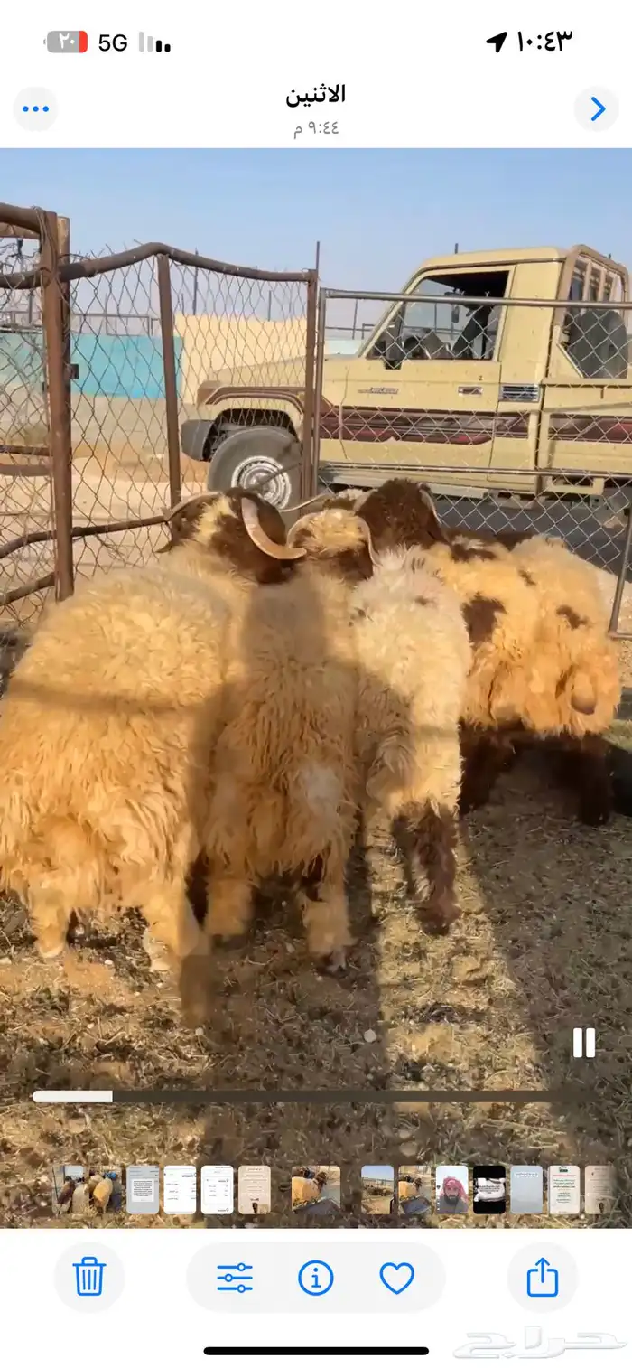 ذبائح ذبايح 1