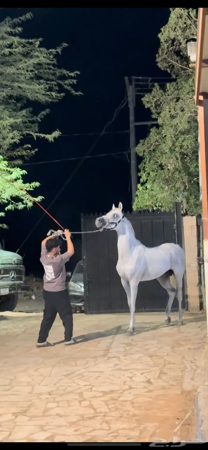 فحل واهو والبيع شعبي فحل فاخر طرب 2