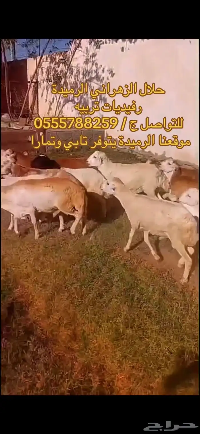 طليان رفيدي ذبايح طيبات بالحيل 1