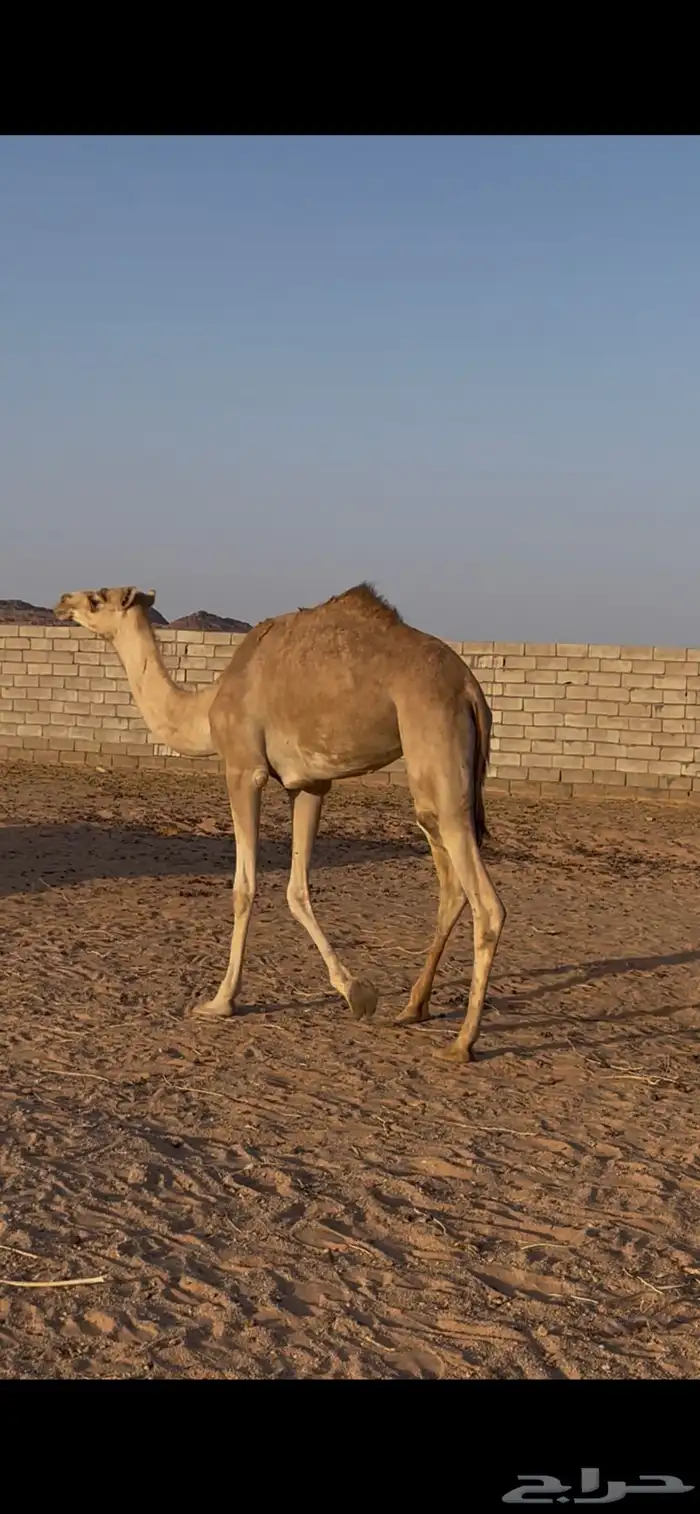 للبيع بكره حقه طيبه 0