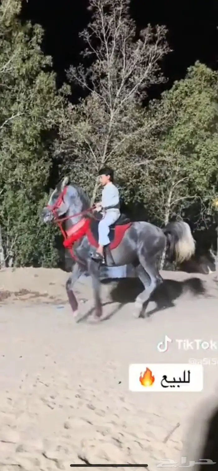 خيل للبيع عالسوم 1