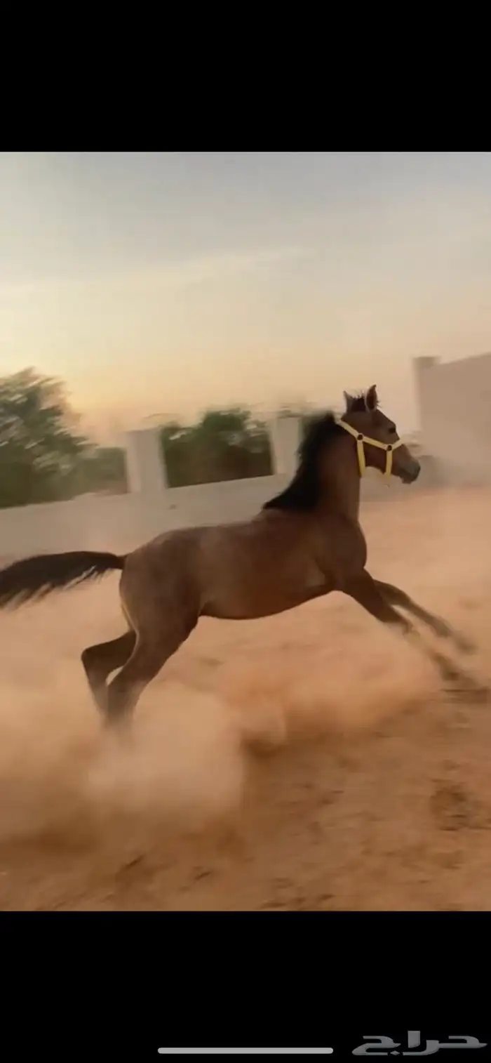 مهر شيخ 3