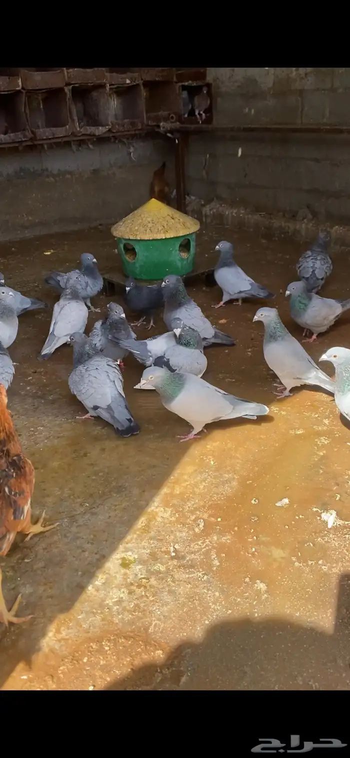 حمام زاجل بارلس 0