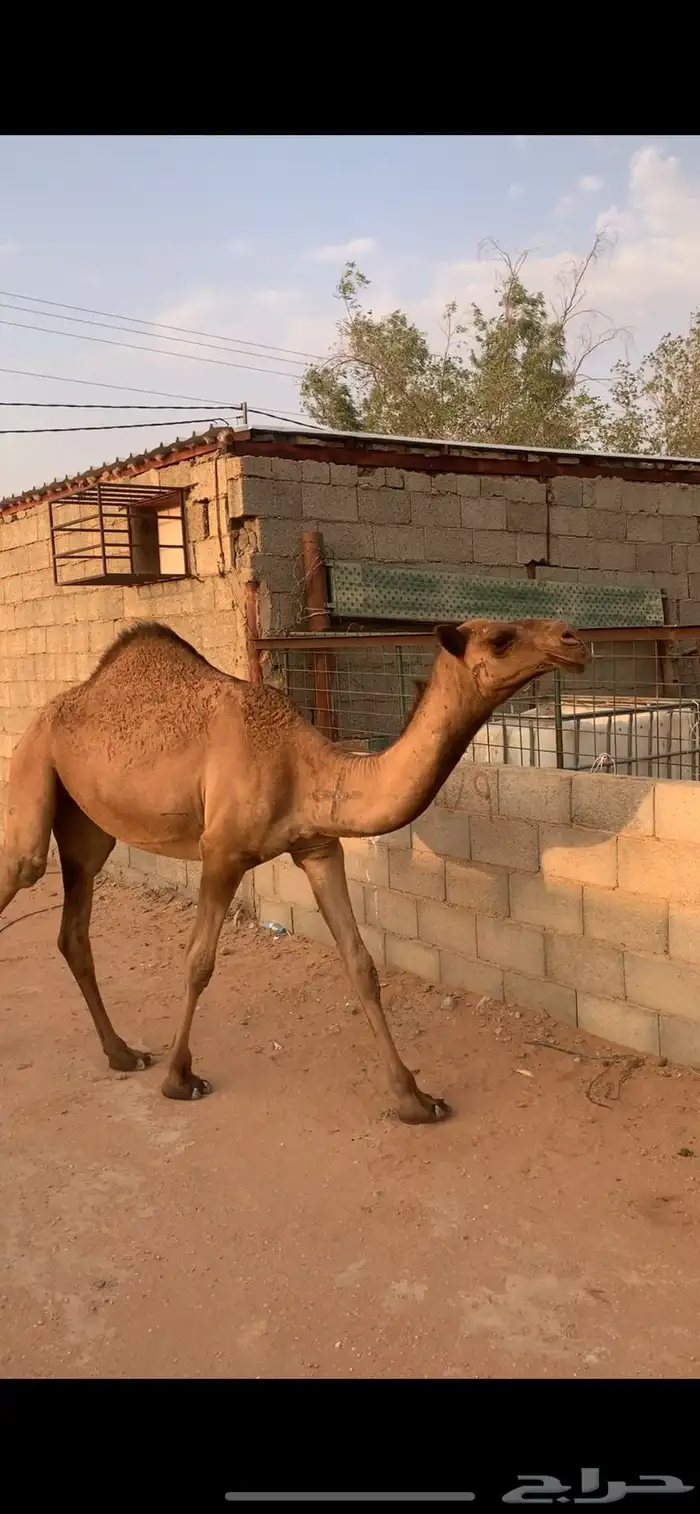 بكرة للبيع 1