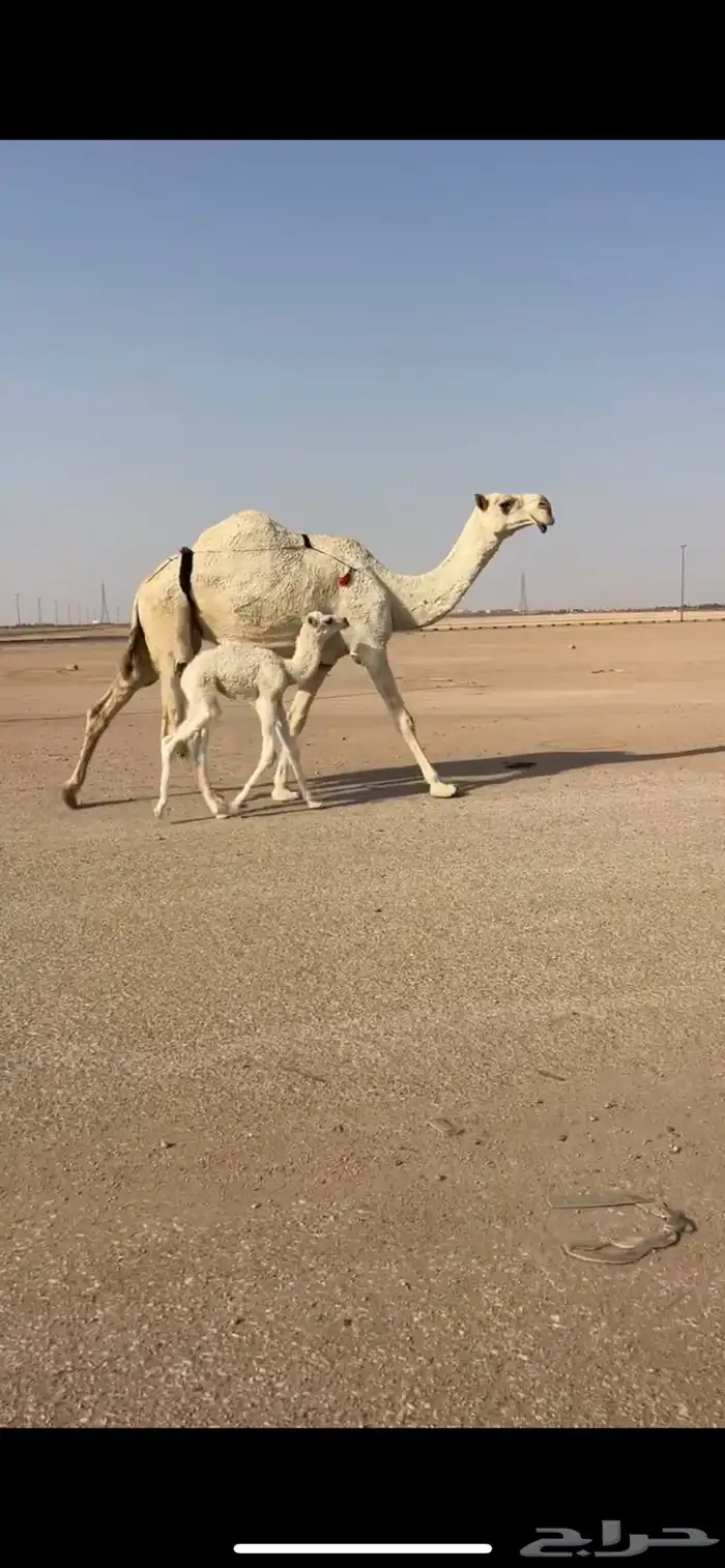 خلفه مصغر 0