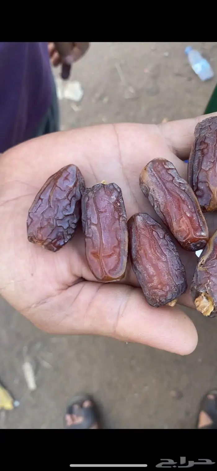تمور للبيع حق السنة هاذي 4