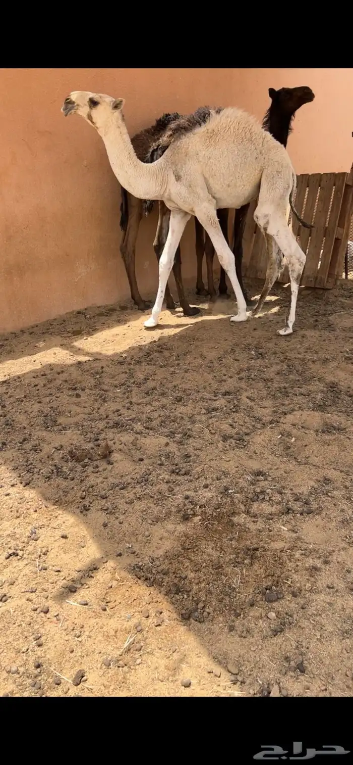 حوار اوضح فردي 1