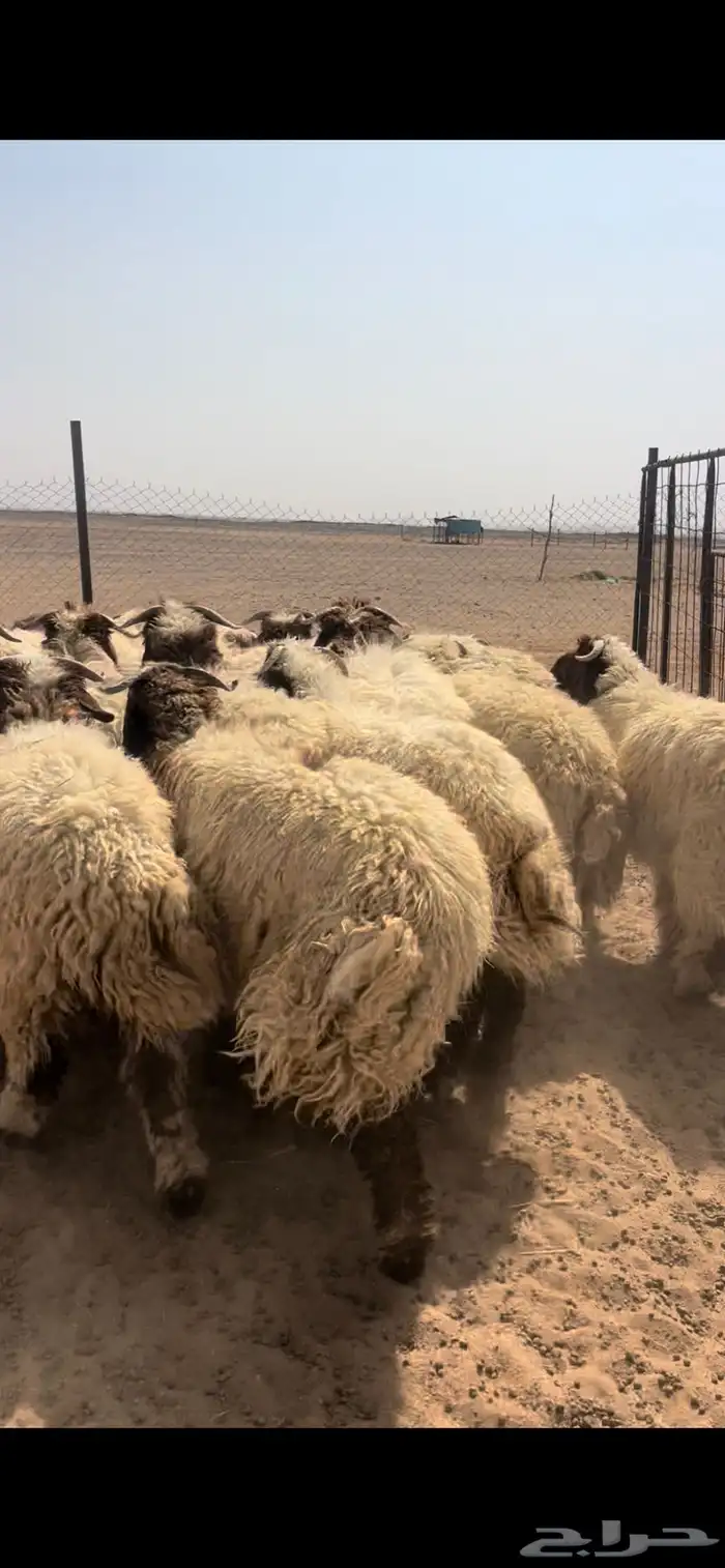 خرفان نعيم جبره 0
