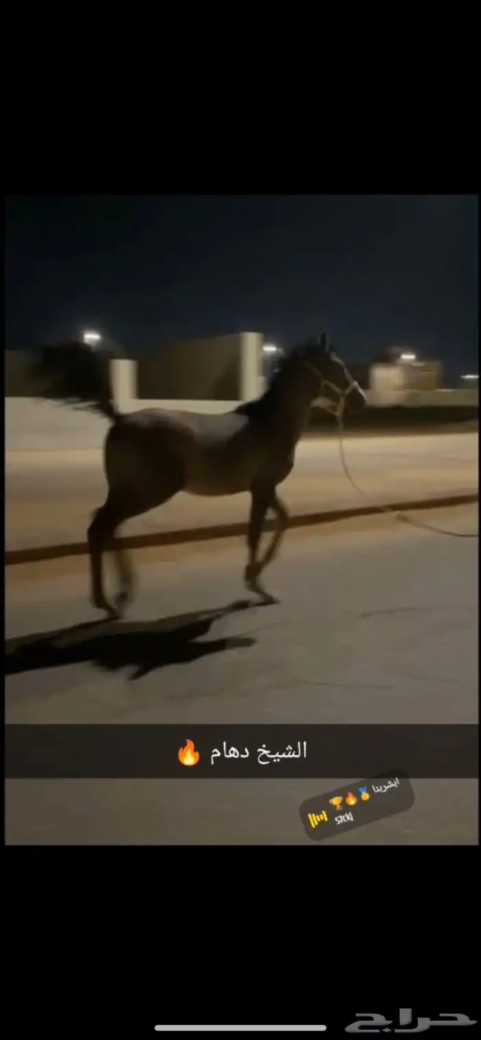 مهر شيخ 1