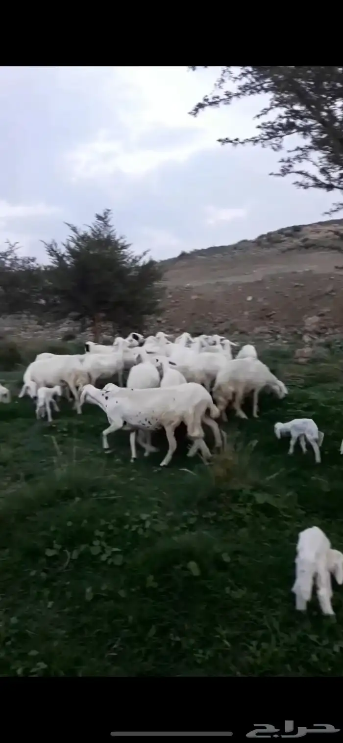 ضان صنف الصنف تم البيع 0