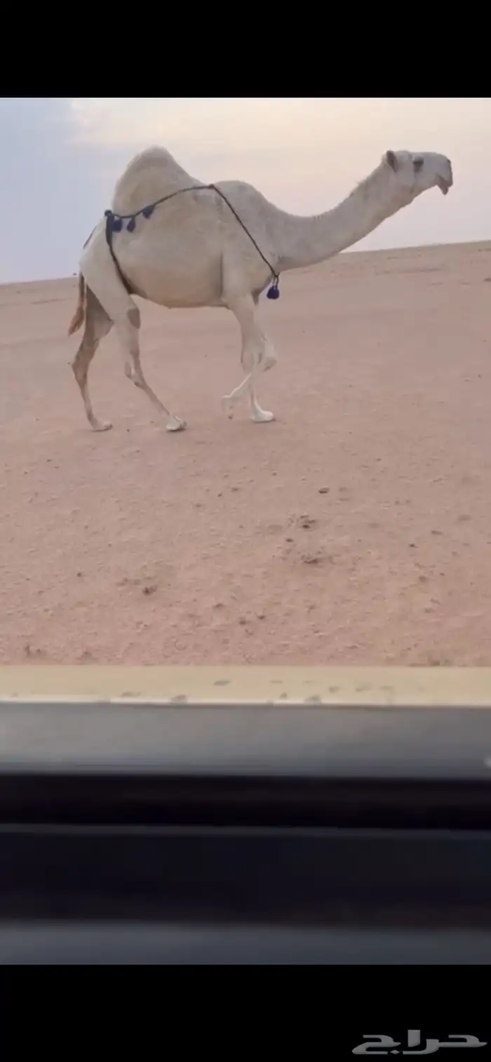 للبيع الضريبه الكفوو 0