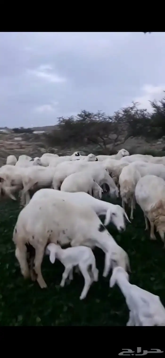 ضان صنف الصنف تم البيع 1