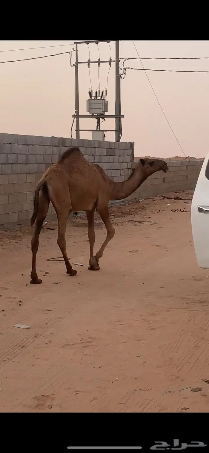 بكرة للبيع 0