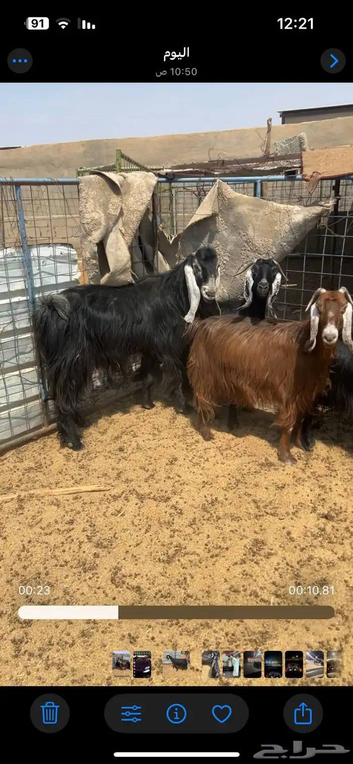 معزا طيبات 2