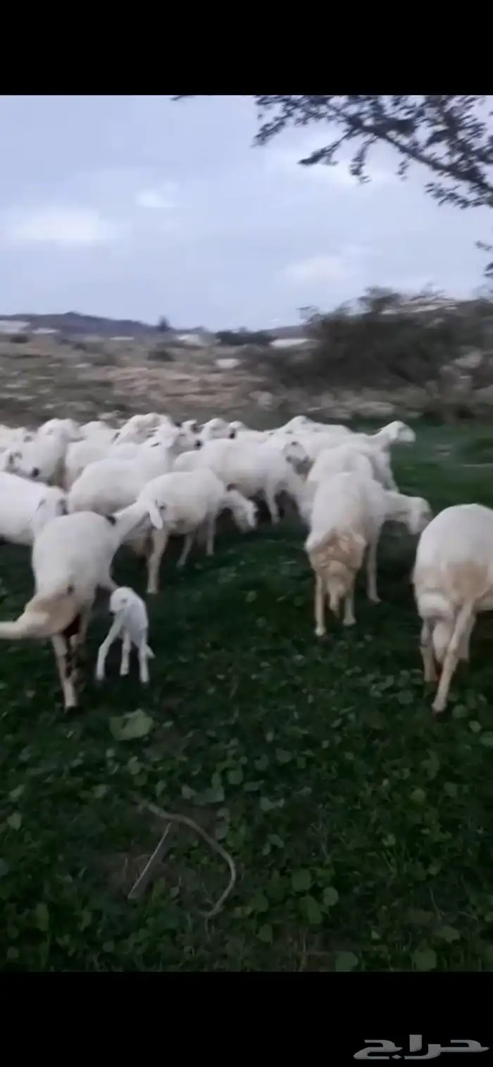 ضان صنف الصنف تم البيع 3