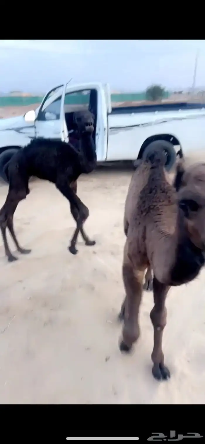قعود ضيار يرضع الرضاعه 2