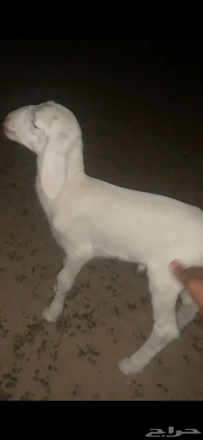 طلي داغور انباع 0