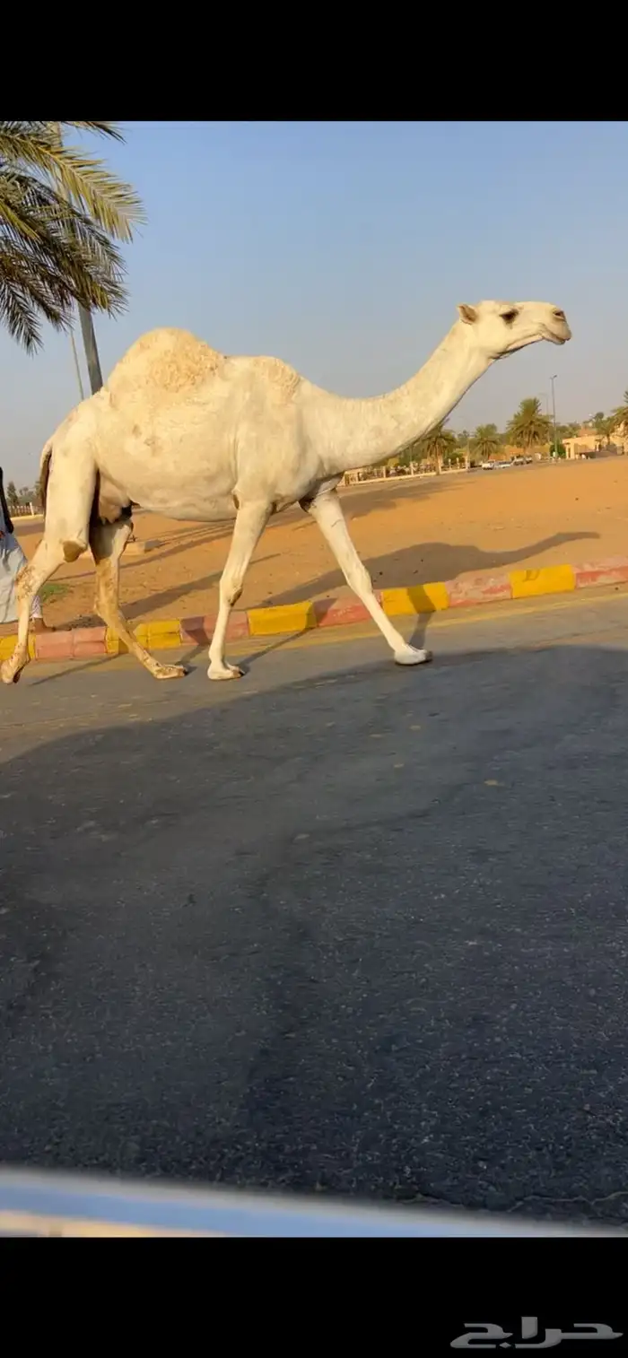لقحه بكر وضحى ملاقي (تم البيع 0