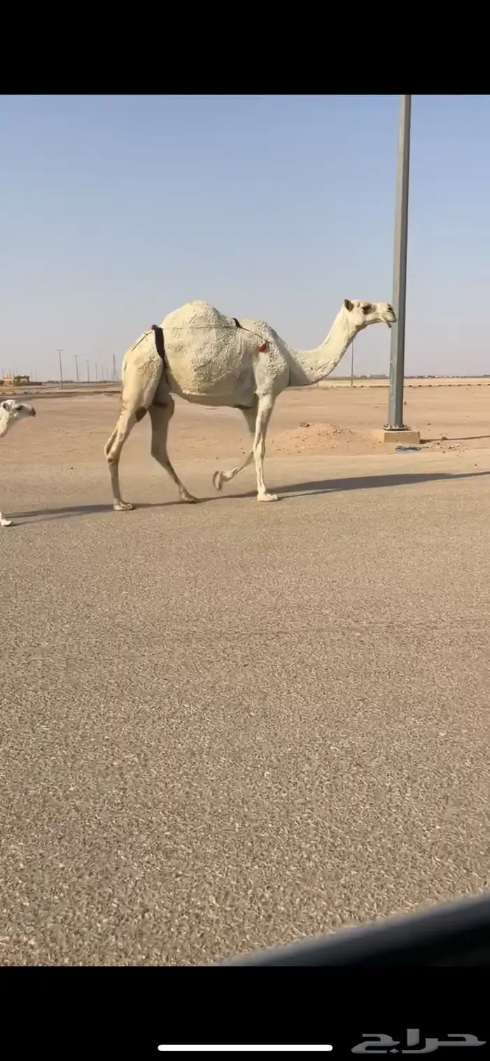 خلفه مصغر 1